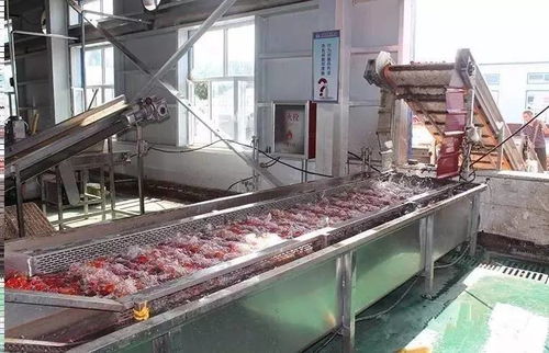 万通蒙根花食品加工厂 高效脱水番茄生产线助力轻工业发展